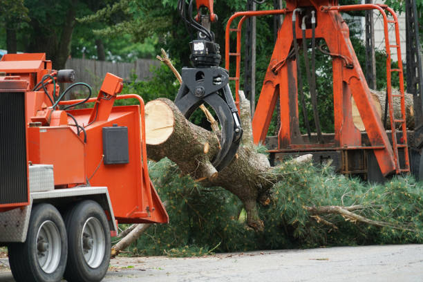 Best Tree Disease Treatment  in Early, TX